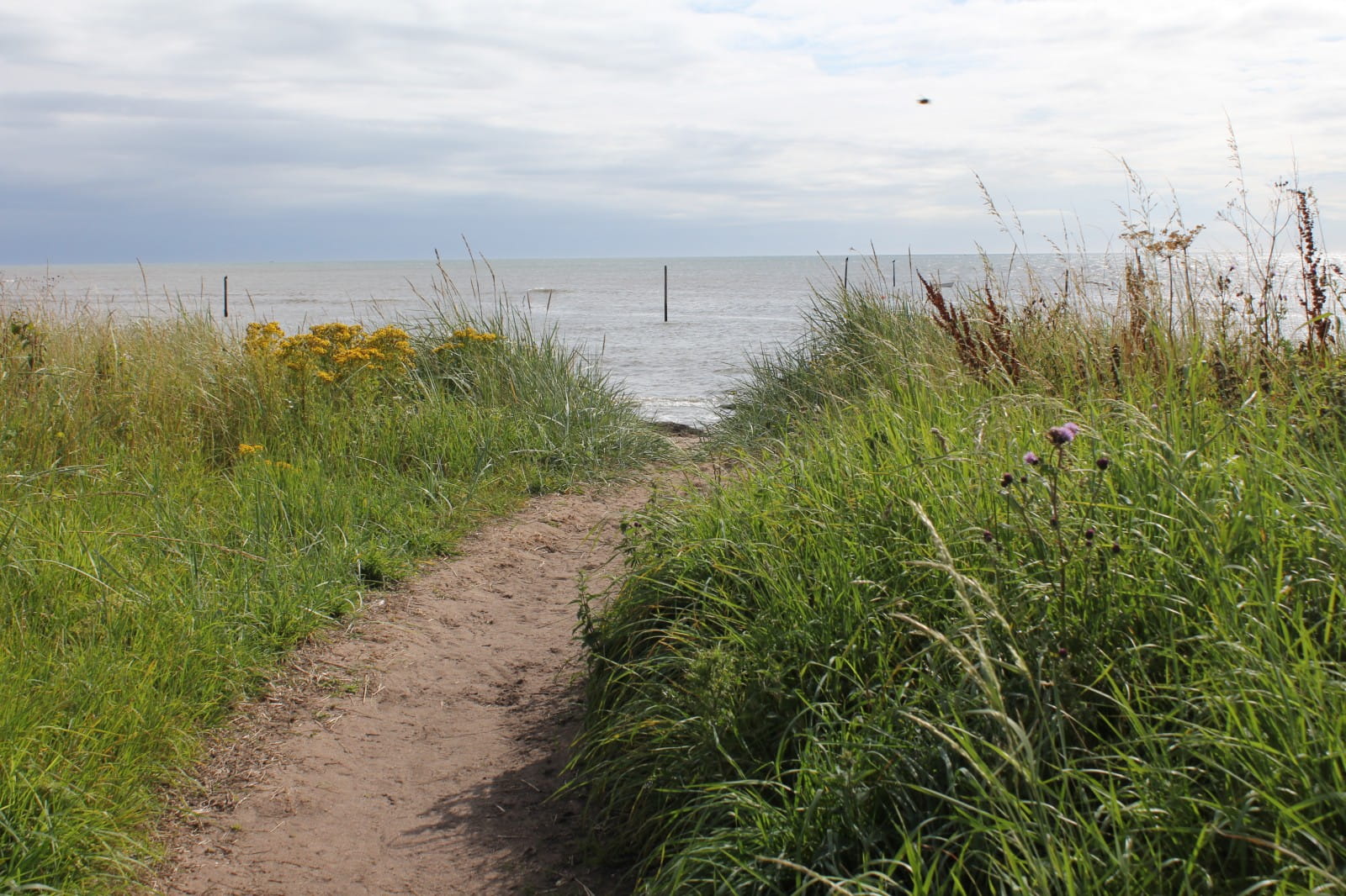 small path down to the beach