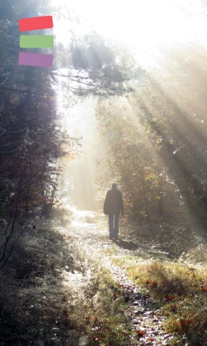 lone person walking in a forest