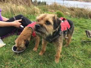 sbhscotland loch katrine walk dogs